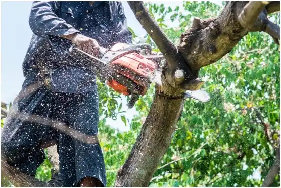 tree services Vicksburg